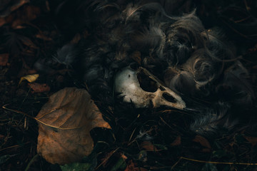 Dead bird skull lying in the grass with fallen leaves and feathers