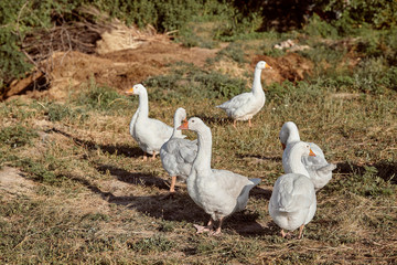 Domestic geese on a walk through the meadow. White domestic Geese are walking.