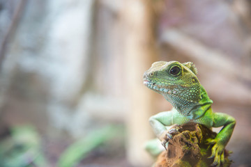 Portrait close up rough scaled plated lizard.