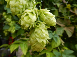 Wilder Hopfen mit Hopfendolden, Hopfenblüten