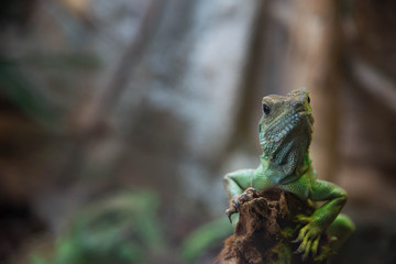 Fototapeta premium Portrait close up rough scaled plated lizard.