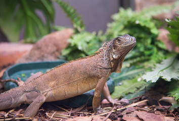 Close-up of Green Iguana. Reptile Portrait.