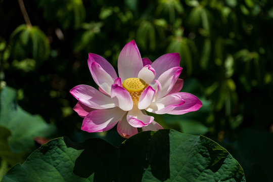 fleurde lotus