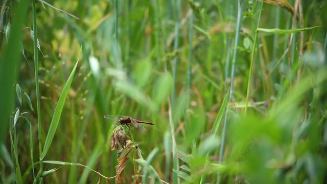 Green oat field.Dragonfly sitting on a branch. Hot summer day