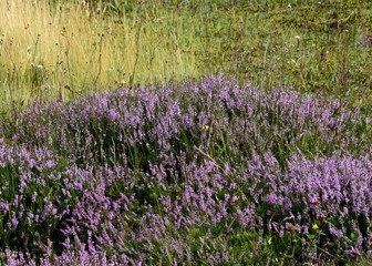 purple flowering wild Heather plants in a meadow