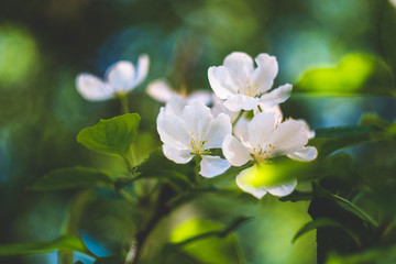 Blooming apple tree flowers closeup with bokeh background, spring vibes, selective focus 