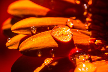 Water drop on orange daisy