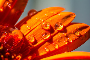 Water drops on Orange daisy.