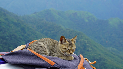 cute kitten crouch on traveler backpack with mountain landscape as background