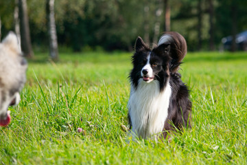 Obraz premium Dogs play with each other. Border Collie. Merry fuss. Aggressive dog. Training of dogs. Education, cynology, intensive training of young dogs. Young energetic dog on a walk. Enjoying, playing