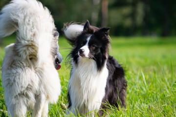 Dogs play with each other. Border Collie. Merry fuss. Aggressive dog. Training of dogs. Education, cynology, intensive training of young dogs. Young energetic dog on a walk. Enjoying, playing