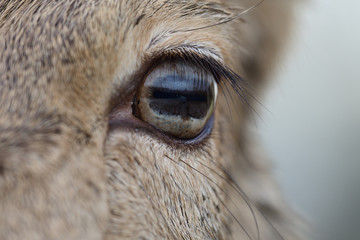 Close up of a red deer (cervus elaphus) eye