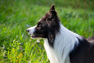 Young energetic dog on a walk.  Border Collie. Sunstroke, health of pets in the summer.  How to protect your dog from overheating.Training of dogs.  Whiskers, portrait, closeup. Enjoying, playing 