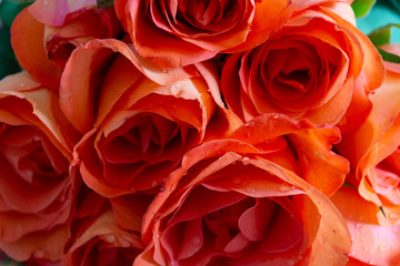 Blühende orange Rosen