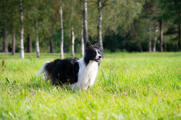 Naklejka na ściany i meble Young energetic dog on a walk. Border Collie. Sunstroke, health of pets in the summer. How to protect your dog from overheating.Training of dogs. Whiskers, portrait, closeup. Enjoying, playing 