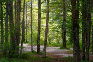 Naklejka premium Pathway through a beautiful deep green forest in summer