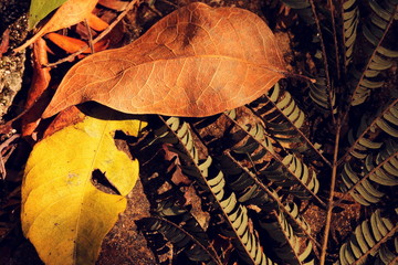 autumn leaves background