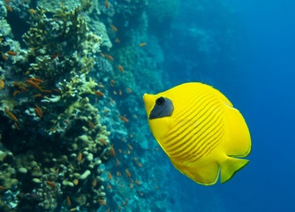 MAsked Butterflyfish © dvlcom