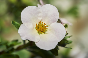 Fototapeta na wymiar White flower 