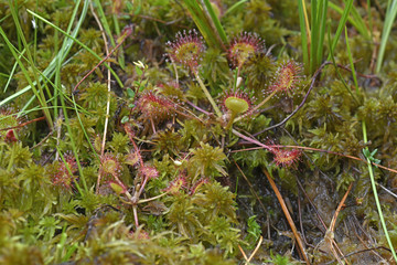Fleischfressende Pflanze: Rundblättriger Sonnentau (Drosera rotundifolia) - round-leaved sundew