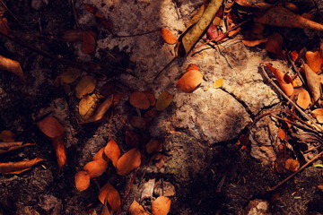 autumn leaves on the ground