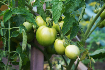 not mature tomatoes on a bush