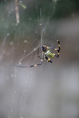 Spider over the river