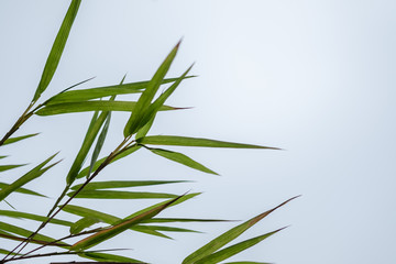 Close up nature view of  green bamboo leaf under sun light. Natural green plants landscape using as a background or wallpaper.