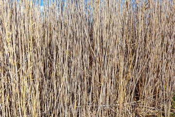 Fototapeta premium brown bamboo reeds
