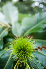 Close-up of one unripe chestnut hedgehog