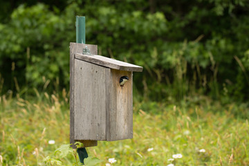 blue bird house with a barn swallow peeping out of the hole in a southern Maryland meadow at Parris...