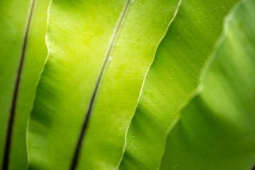 green leave with water drops, bird's nest fern