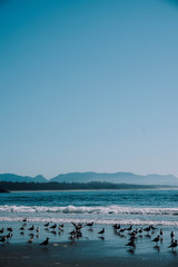 Fototapeta na wymiar beach, pacific coast, vancouver island