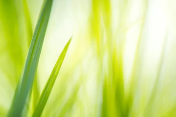 Foto auf Acrylglas Gras green grass with bright sunlight, green nature background, summer meadow sunrise