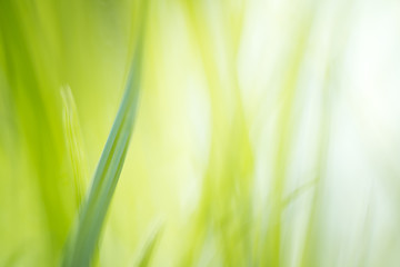 green grass with bright sunlight, green nature background, summer meadow sunrise