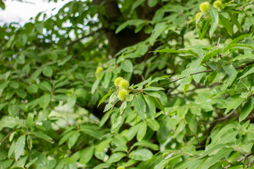 Green walnut tree with green maturation nuts.