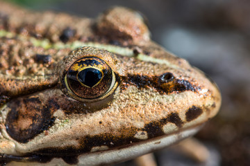 Nahaufnahme Auge Kröte
