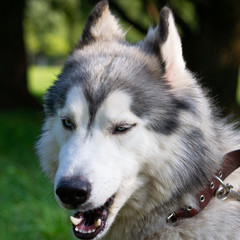 Young energetic dog on a walk.  Siberian husky. Sunstroke, health of pets in the summer.  How to protect your dog from overheating.Training of dogs.  Whiskers, portrait, closeup. Enjoying, playing 