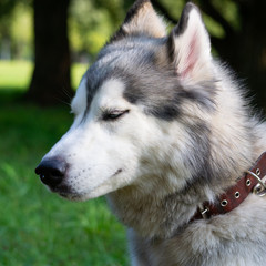 Young energetic dog on a walk.  Siberian husky. Sunstroke, health of pets in the summer.  How to protect your dog from overheating.Training of dogs.  Whiskers, portrait, closeup. Enjoying, playing 