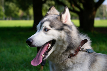 Young energetic dog on a walk.  Siberian husky. Sunstroke, health of pets in the summer.  How to protect your dog from overheating.Training of dogs.  Whiskers, portrait, closeup. Enjoying, playing 