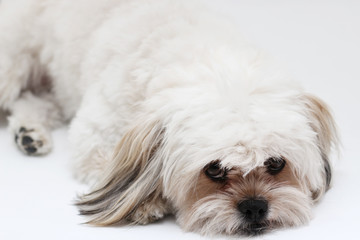 Little Dog, Love, bichon, puppy, havanese havaneser, welpe, Haustier, lecker, Hund, dog, animal ,animal, themes, mammal, pets, animal representation, indoors, toy, one animal, cute, yummy