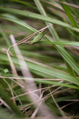 A Green Grasshopper sitting on a Blade of Grass