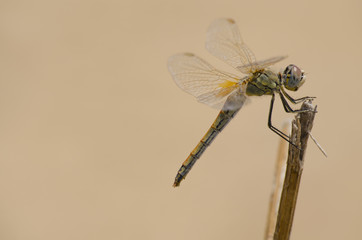 Dragonfly