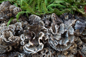 A variety of wild edible fungi with soil
