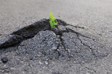 Small and green plant grows through urban asphalt ground. Green plant growing from crack in asphalt on road.  Space for text or design.