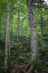 Fototapeta premium Moss Covered Trees in Jefferson National Forest