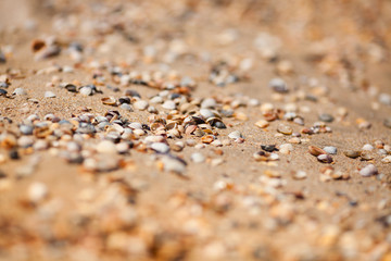 Sea shells on sand
