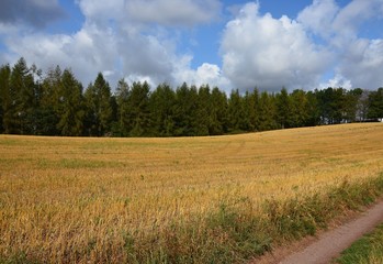Obraz premium Goldgelbes Stoppelfeld in Hügellandschaft am Wald mit Weg