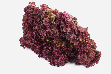 One sheaf of purple lettuce. White isolated background.