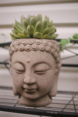 Buddha Head Statue Planter with Chicks and Hens Succulent Growing